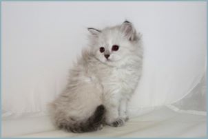 Female Siberian Kitten from Deedlebug Siberians